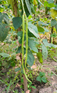Chinese long bean