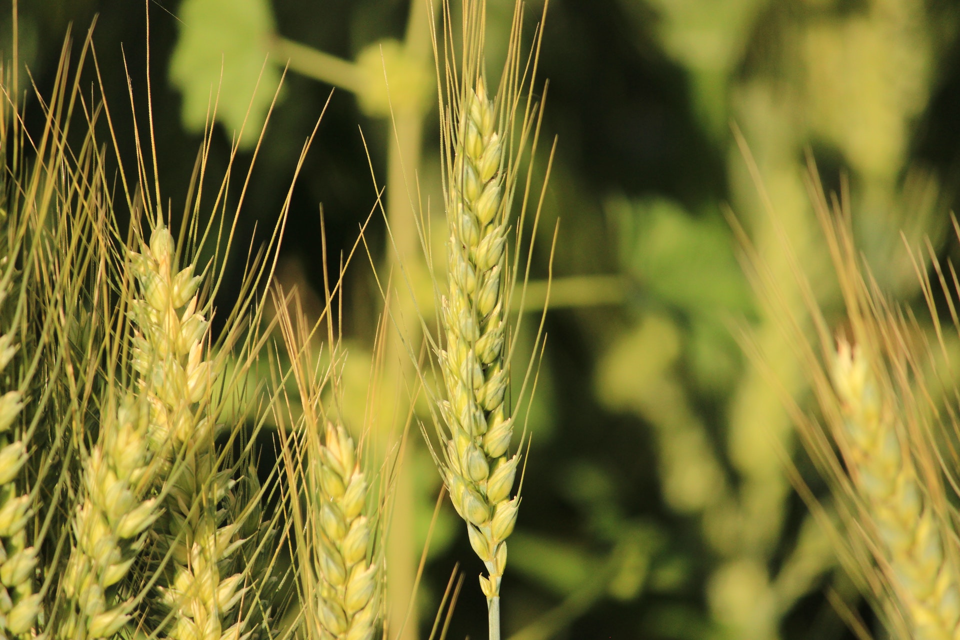 Close up image of barley